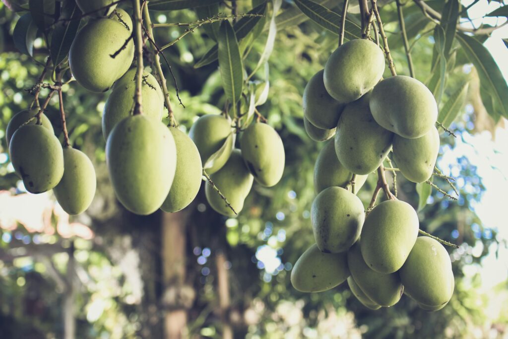 Photo of mangos on tree